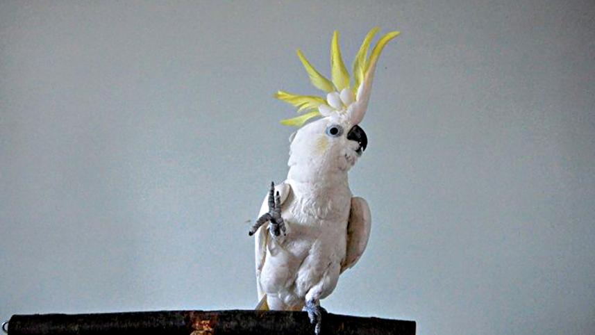 Softcockatoos.jpg