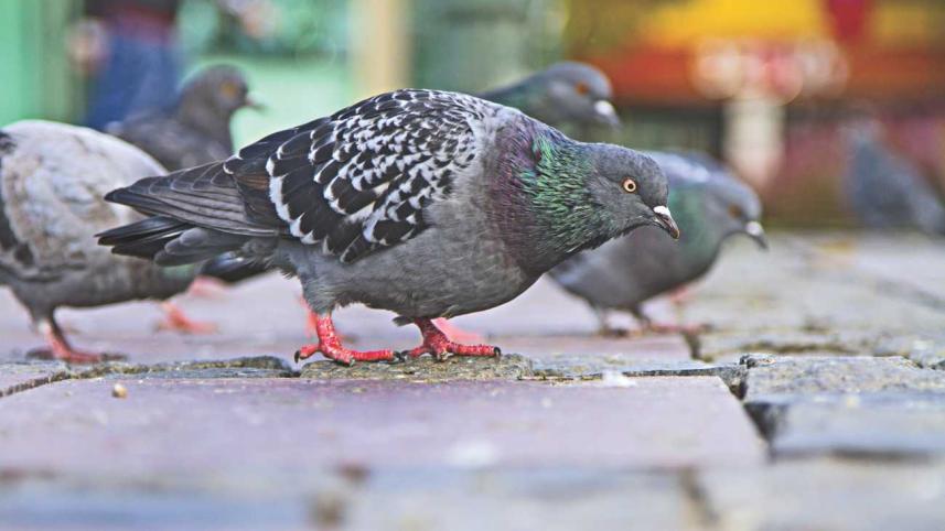 SOMEONE FEEDS THE PIGEONS