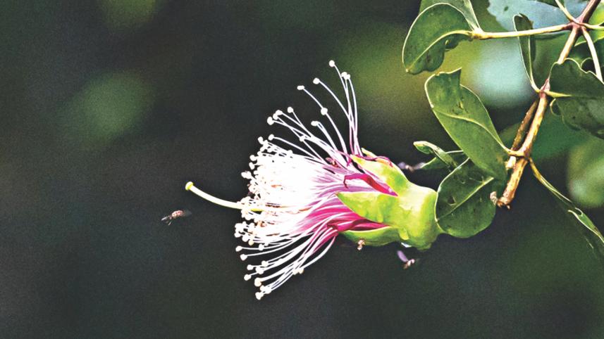 Sonneratia caseolaris.jpg