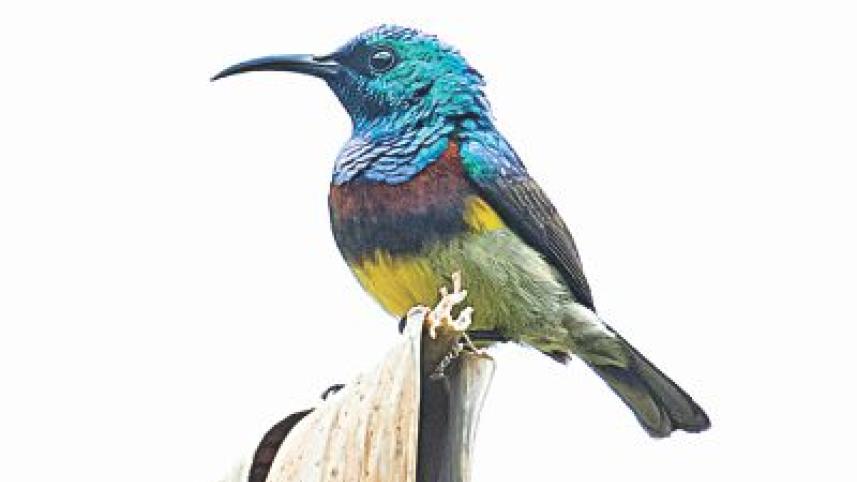Souimanga sunbird.jpg