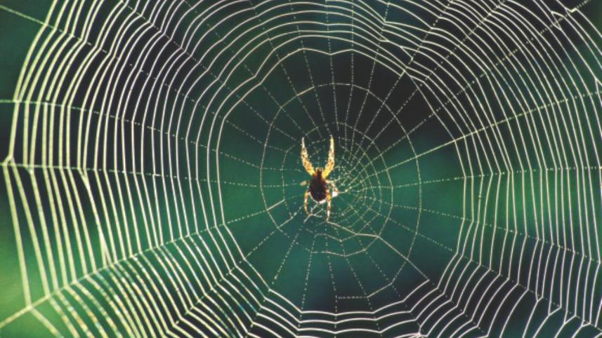 spider.jpg