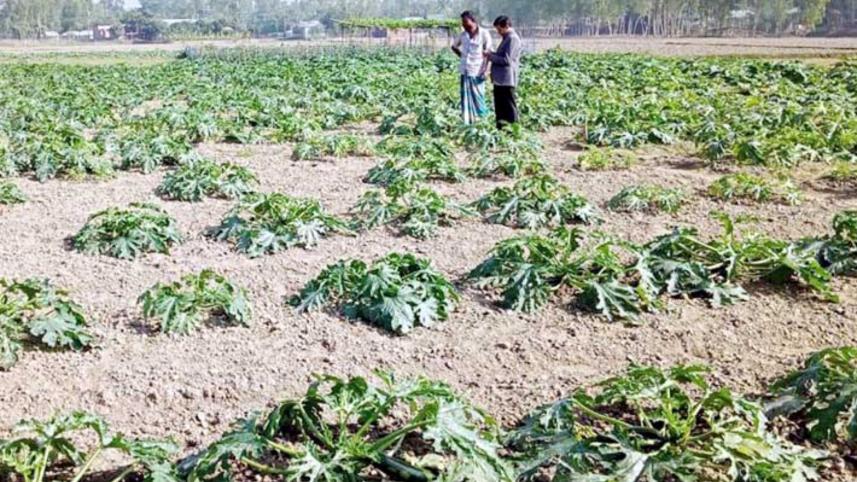Squash farming Gaibandha.jpg