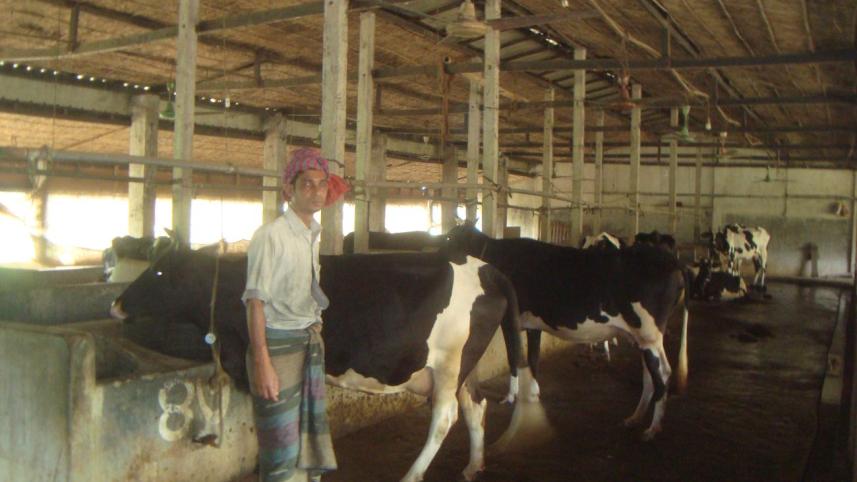 Sreepur dairy farm.jpg