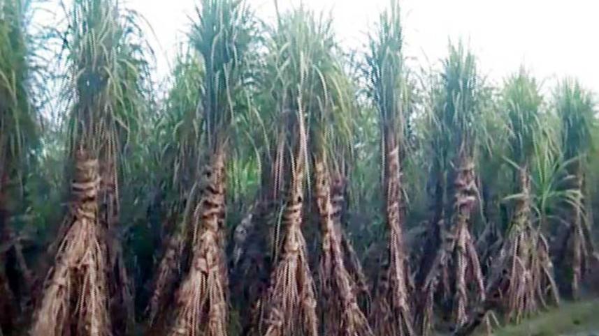 sugarcane.jpg