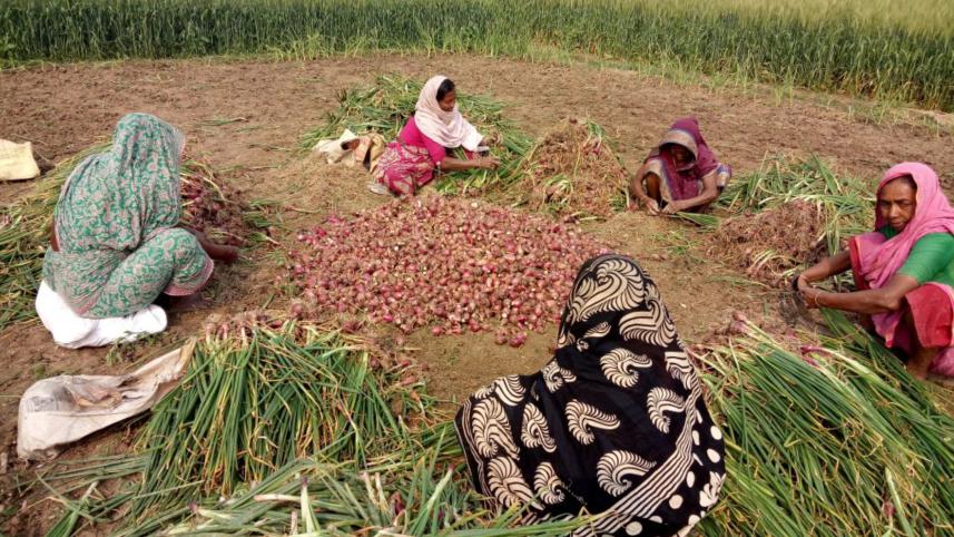 Sukhsagar onion.jpg