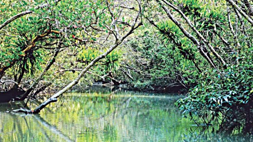 Sundarban.jpg