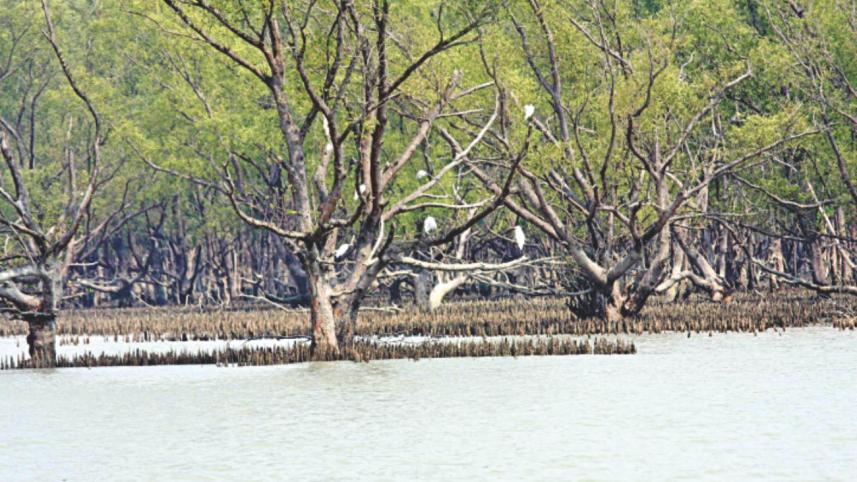 sundarban.jpg