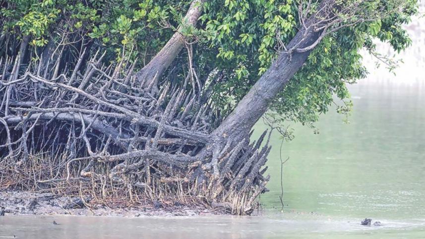 Sundarbans-web.jpg