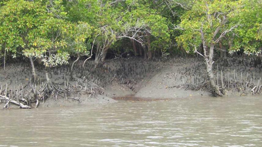 Sundarbans.jpg