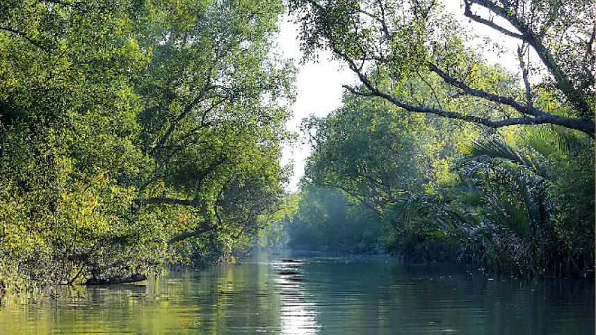 sundarbans.jpg