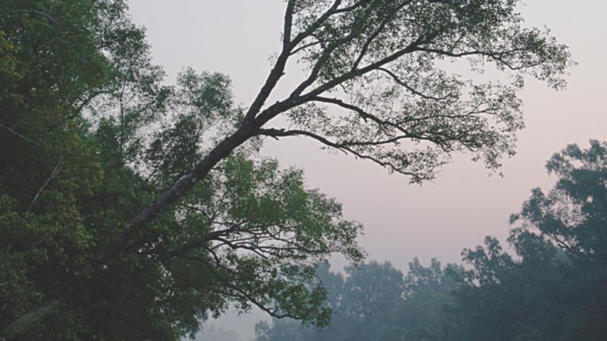 Sundarban's beauty.jpg