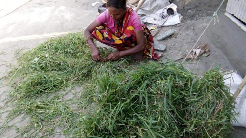 Sundari's livelihood.jpg