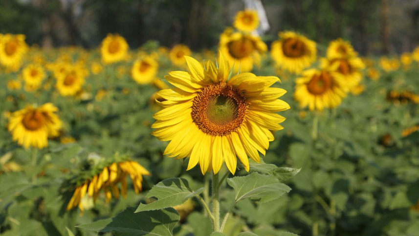 sunflower-farming.jpg