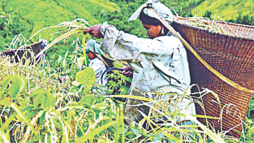 Sustainable rice production