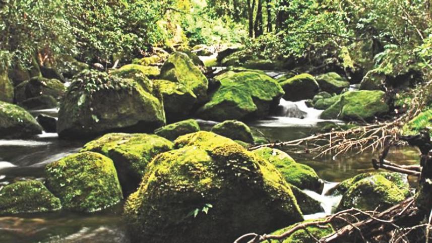Te Urewara National Park