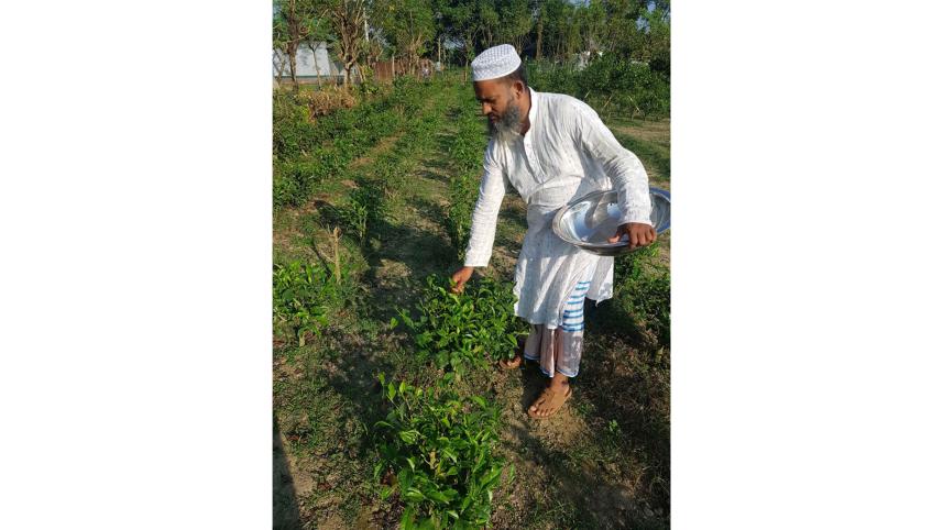 tea-cultivation-Mymensingh.jpg