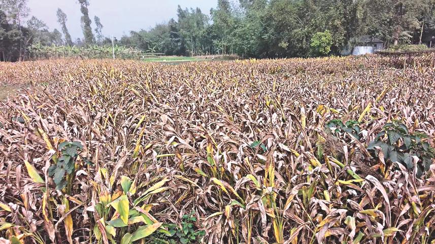 Teesta char farmers.jpg
