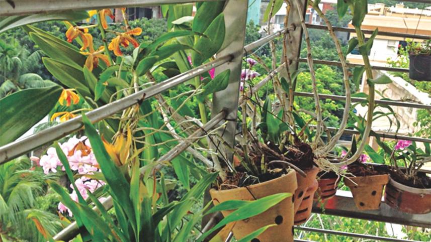 Teresa – tale of an orchid lover