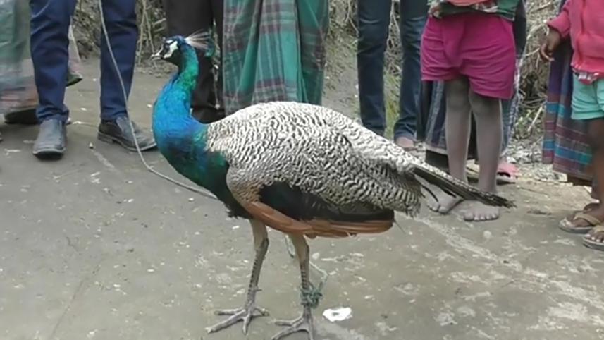 Thakurgaon Indian peacock.jpg