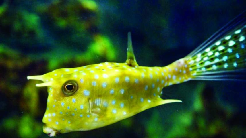 The many faces of Phuket