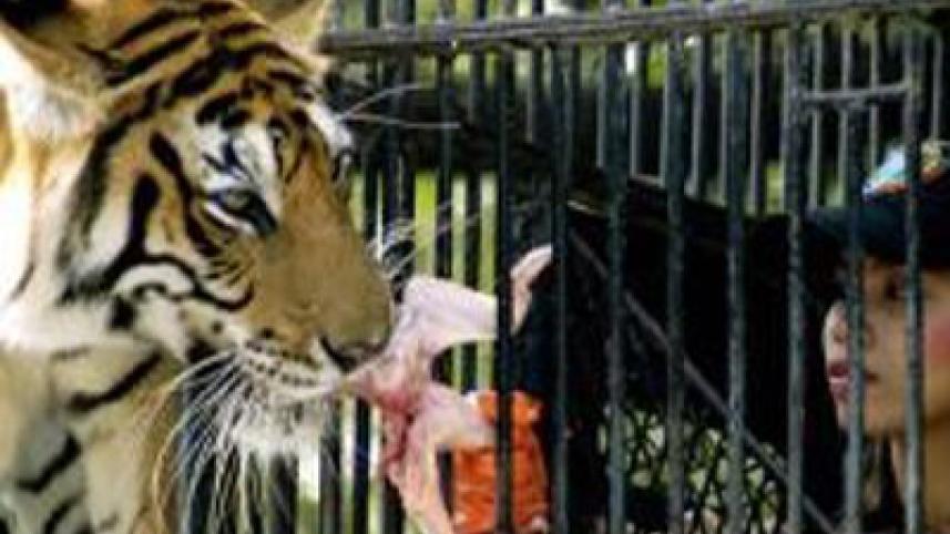 tiger-feed.jpg