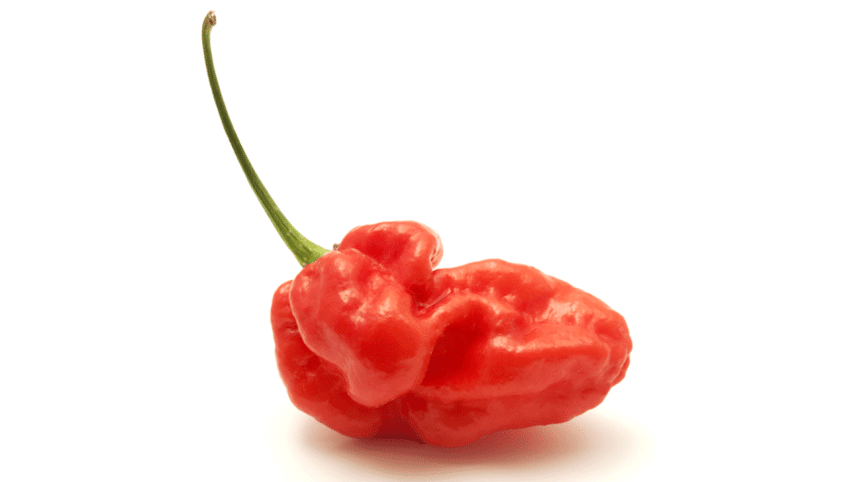Ghost Pepper, Esophagus