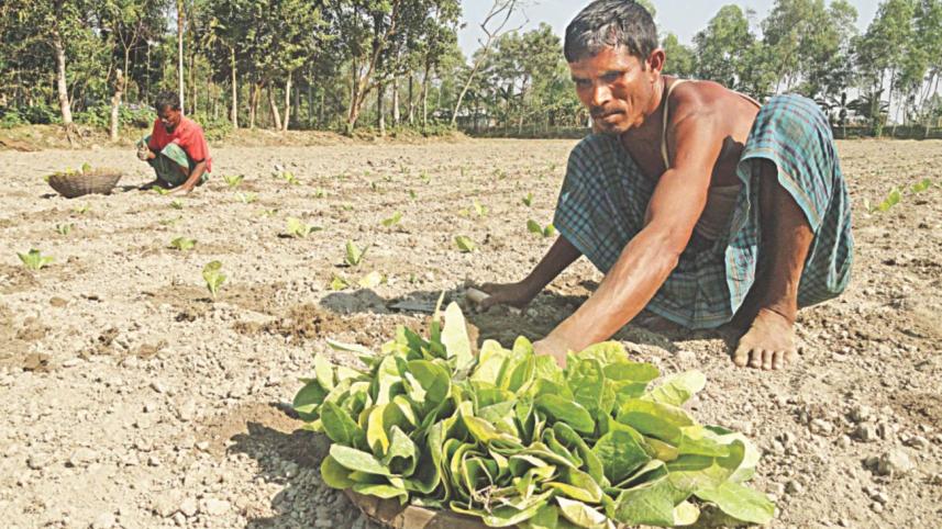 tobacco cultivation.jpg