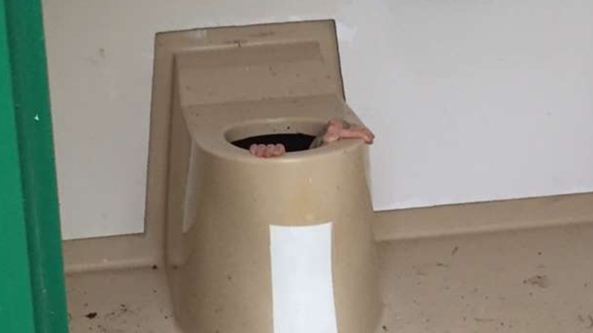 stuck down loo, Norway man, Cato Berntsen Larsen, off beat