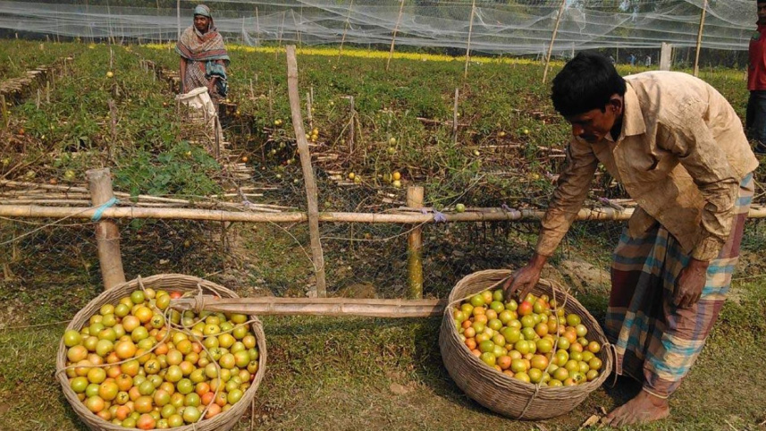 Tomatoes prosperity.jpg