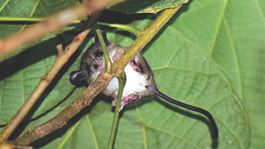 Tree-mouse.jpg