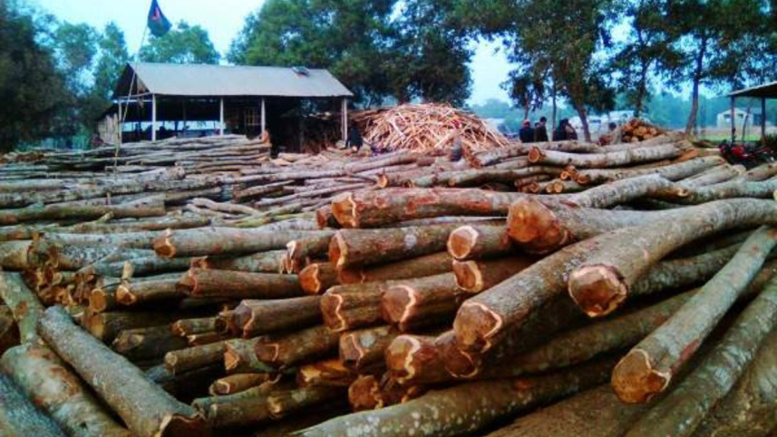 Tree felling Mymensingh.jpg