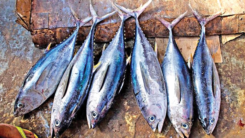 tuna uncertainity.jpg