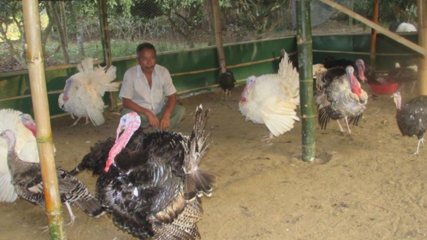 Turkey farming 01.jpg