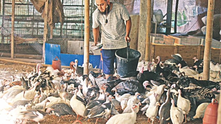 Turkey farming Sylhet.jpg