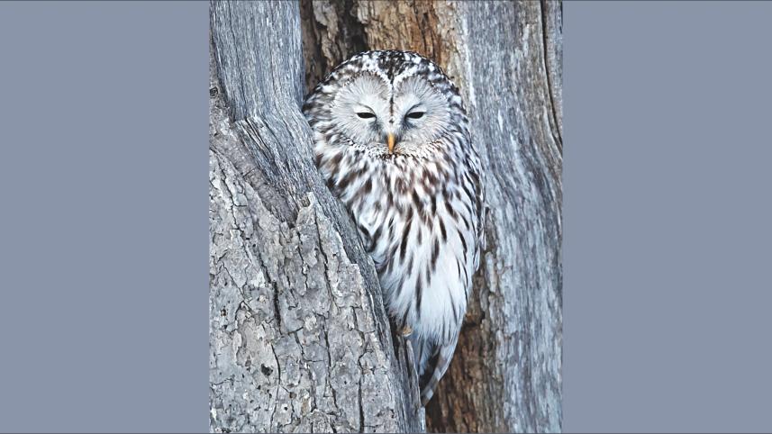 Ural Owl.jpg