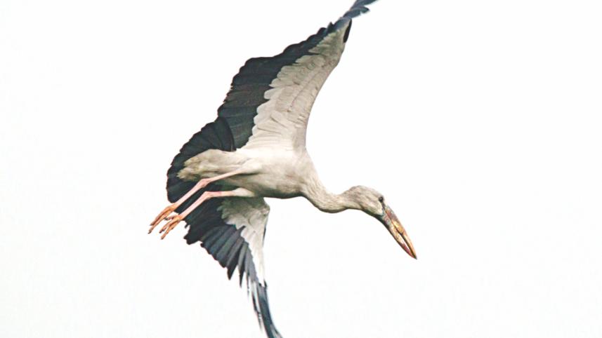 Asian openbill.jpg