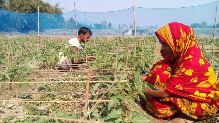 Veg seed farming.jpg