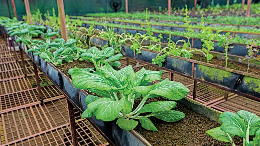 vegetable farming 1.jpg