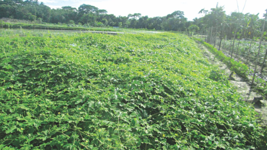 vegetable profits 1.jpg