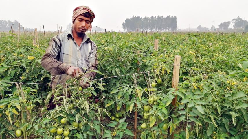 Vegetable replacing tobacco.jpg