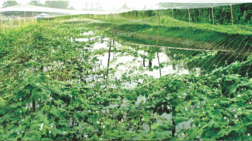 vegitables with fish farm.jpg