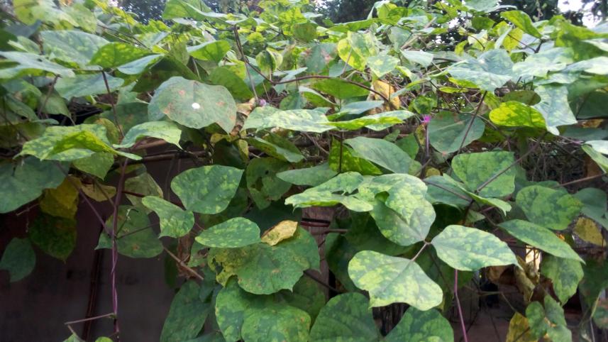 Virus attack bean leaves.jpg