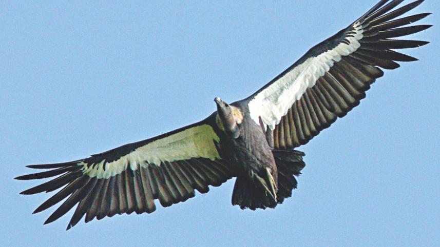 vulture.jpg