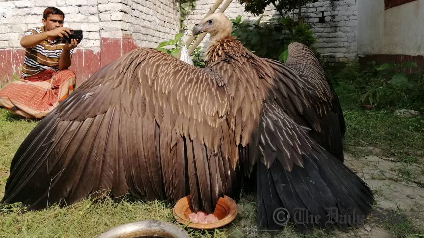 Himalayan vulture rescued in Bogura