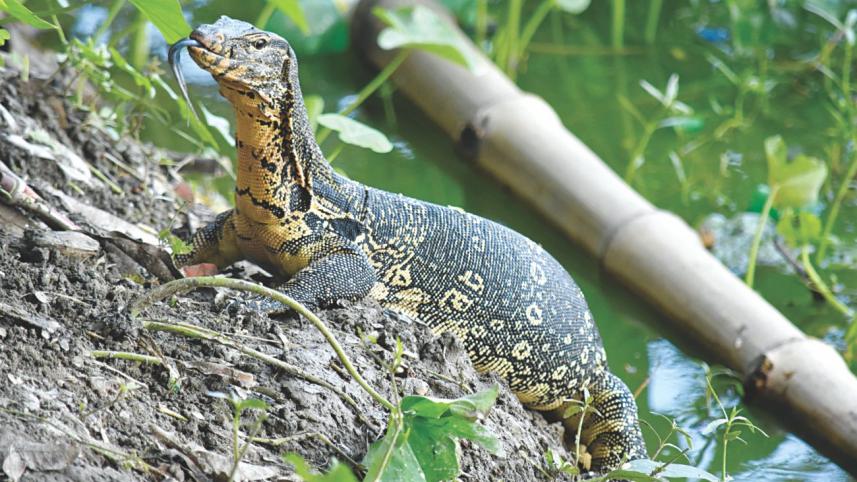 water monitor.jpg