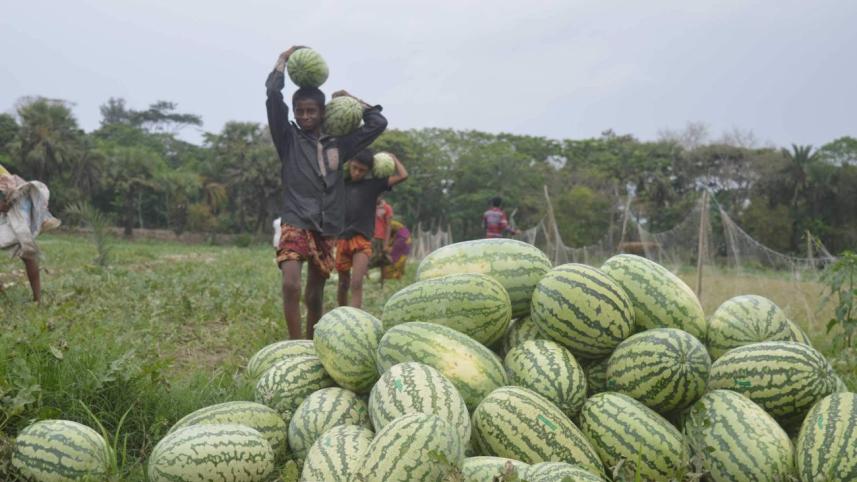Watermelon farmers.jpg
