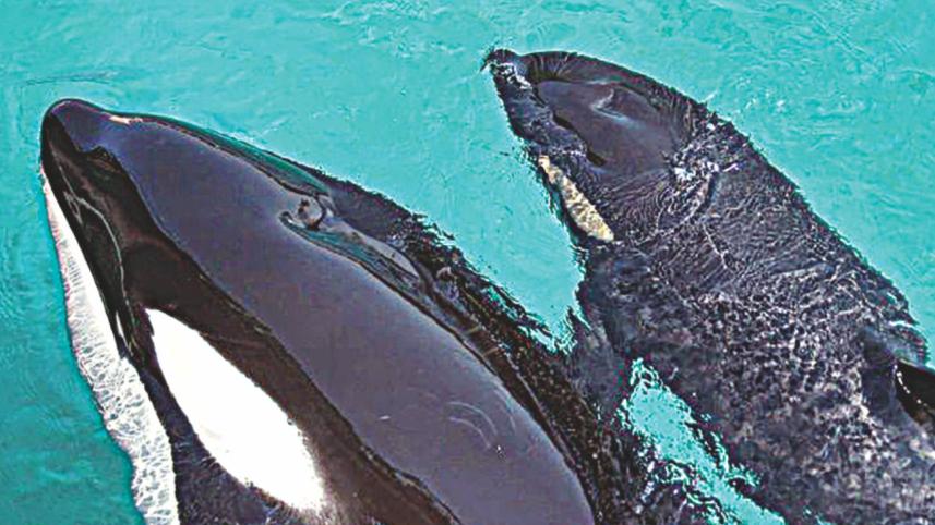 Whale with words