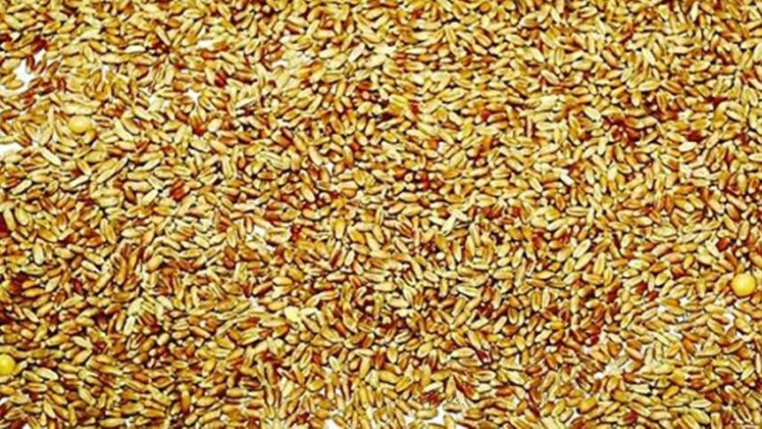 wheat-brazil_channeli.jpg