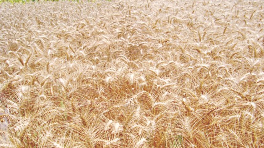 wheat.jpg