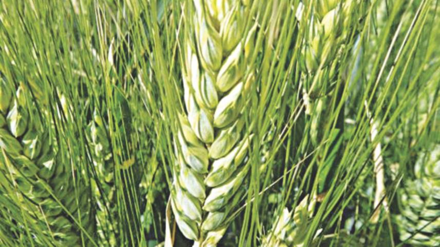 Wheat cultivation 1.jpg